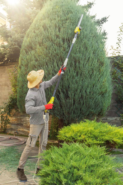 Best Tree Mulching  in Center Moriches, NY